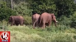 Elephants Create Rampage Near Srivari Padalu In Tirumala, Police Alert Devotees | V6 News