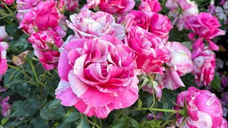 Different types of roses| A relaxing roses video |A rose garden tour|