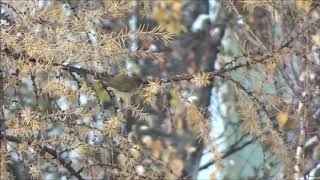 Chiffchaff in December