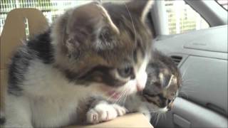 子猫の癒され動画・初めての外の世界で彼を襲った恐怖！Calamity that befell the kitten.