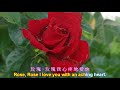 rose rose i love you frankie laine ❤ 玫瑰玫瑰我愛你 中英 字幕