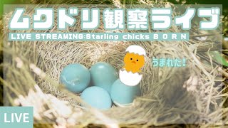 この配信は終了しました【ムクドリ】野鳥観察ライブ　B O R N　生まれました【starling】