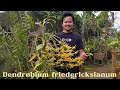 Sudah Cantik, Harum Pula || Dendrobium friedericsianum || Siapa Sudah Punya? Galeri Anggrekku