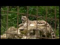 鳴くユキヒョウ　エナsnow leopard cry tama zoo