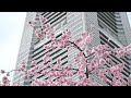 【cherry blossoms】yokohama minatomirai sakura 横浜 みなとみらい 日本丸メモリアルパーク 大寒桜