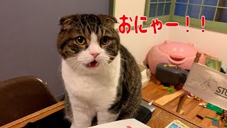 【親子猫】せっかく甘えてたのに、邪魔されてブチギレる猫【スコティッシュフォールド】