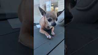 Human Kicked 5lb Chihuahua So Hard That His Trachea Shattered