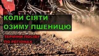 Коли сіяти озиму пшеницю?ДО ЯКОГО ЧАСУ ЩЕ МОЖНА СІЯТИ?Коли краще сіяти пшеницю?