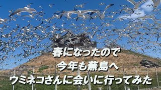 【ウミネコ通信２０２１】今年も蕪島にウミネコが帰って来たので会いに行ってきました