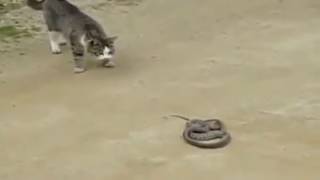 Odwazny kot atakuje węza -zaskakujace wideo Cat vs snake