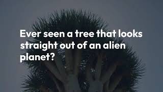 Alien Trees on Earth? Discover Socotra Island 🌍