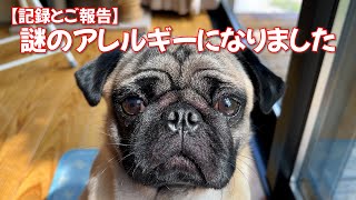 【記録とご報告】謎のアレルギーで真っ赤っか😢_pugパグのり助177