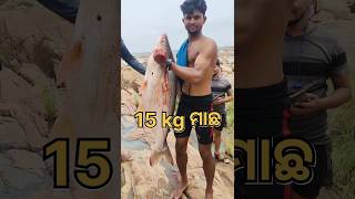 ହୀରାକୁଦ ଡ୍ୟାମ ରେ😱 15kg ମାଛ ଧରା 🌊🐟😨#viral #shorts #video