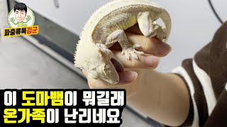 온가족이 함께 운영하는 크레스티드 게코 사육방 방문 안해볼수가 없네요 l 구미 한크레님 사육방 방문기