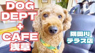 【犬とカフェ】DOG DEPT +CAFE浅草隅田川テラス店でまったりランチ　【トイプードルのわらび】