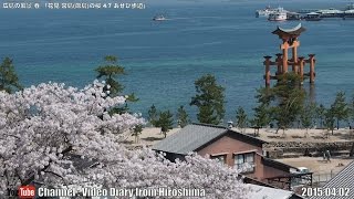 広島の風景2015春 花見「宮島(厳島)の桜4/7 あせび歩道」04.02 Scenery of Hiroshima,Cherry Blossom viewing,Miyajima