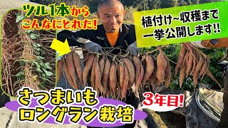 【驚愕の映像解禁します！】超・長~い芋ツルを植えて、どれだけ芋を付ける事が出来るのか？　たねのハシモトミヤ