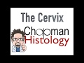 3 Min Histology - The Uterine Cervix