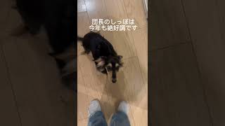 #カニンヘンダックス #カニヘンダックス #犬のいる生活 #癒し #ダックスちゃんねる #愛犬 #可愛い #subscribe #shortvideo #shorts