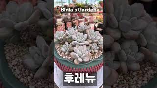 #비니아 #후레뉴 #다육식물 #succulent