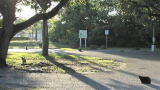 Trap, Neuter, and Release: Bad for Cats, Disaster for Birds (HD)