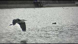 広沢の池 飛翔する鳥 2020.3.2 Hirosawa Pond Flying Birds