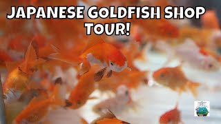 JAPANESE FISH STORE TOUR KOI AND GOLDFISH  LOTS OF THEM!