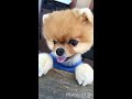 sixth musical.ly jiffpom