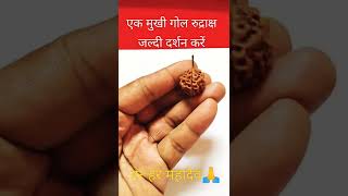 Ek mukhi rudraksha, Ek mukhi gol rudraksha....एक मुखी रुद्राक्ष गोल