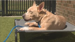Portia the playful pup seeks forever home after 92 days in shelter