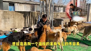 小院狗狗日漸增多，哥倆頂住壓力到處找活幹，每壹個狗狗都要顧好