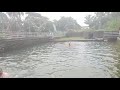 trail video swimming chittadi kulam