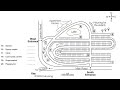 cambridge 18 listening test 2 ielts listening 2024. with answers