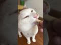 【喵可酱】马上就到猫猫变蒲公英的季节了，快点抢救一下～