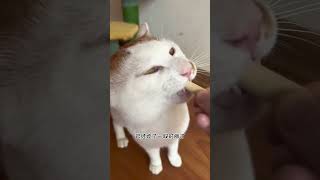 【喵可酱】马上就到猫猫变蒲公英的季节了，快点抢救一下～