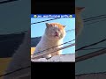 Suicide cat fun moment 😂 #funny #laugh #cat #tamil #comedy #foryou #animals #short #shorts