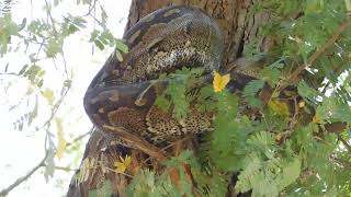HUGE AFRICAN ROCK PYTHON IN TREE