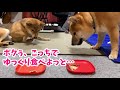 柴犬兄弟が一緒に食事！超食いしん坊な弟から、おやつを守る兄の必死過ぎる姿とは？