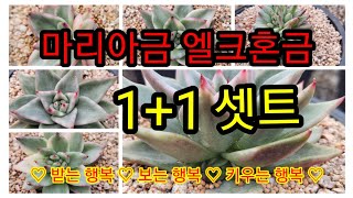 5월 11일 수요일 마리아금 엘크혼금 1+1 이쁜 셋트 구경해보세요