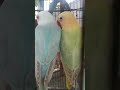 Sepasang #arabic #lovebirds #funnylovebird #subscribers #sholawat #subhanallah #shorts #shortsviral