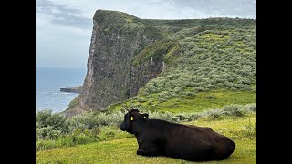 隠岐 西ノ島 摩天崖ハイキング（国賀めぐり観光バス）