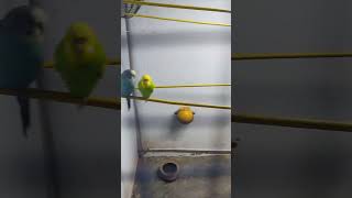 angry Bird #aiza #shortsvideo #viral #trending