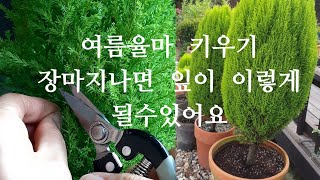 율마 장마 끝나면  꼭 체크해주세요