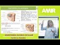 básicas preamir anatomía del globo ocular patricia ramiro