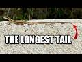 Grass Lizard Facts: a LONG TAILED Lizard 🦎 Animal Fact Files