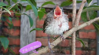 白頭翁育雛_小不點好餓喔 #白頭翁 #白頭翁育雛 #白頭翁幼鳥 #シロガシラ#聲音開最大 #白头翁 #野鳥観察 #野鳥 #Pycnonotussinensis