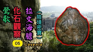 【力克行腳】鶯歌化石05：拉文海膽化石 (Outing \u0026 fossil observation, Taiwan)