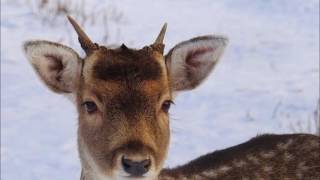 かわいい動物の赤ちゃん大集合