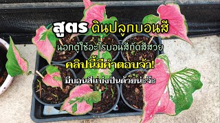 เลี้ยงบอนสีนอกตู้ต้องผสมดินแบบไหนคลิปนี้มีคำตอบ|เบิดชัย บอนสี