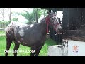 caballo appaloosa en colombia